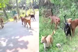 Dog bite cases increased due to stray dogs in Hazaribag