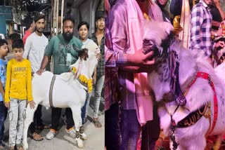 VIDISHA GOAT SOLD FOR 6 LAKHS