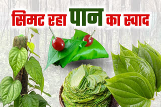 BETEL FARMING SHRINK IN BUNDELKHAND