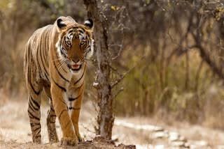 TIGRESS AMAZING WALK IN STR