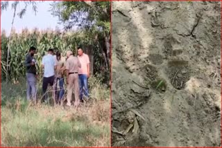 Leopard in Kunjpura Karnal