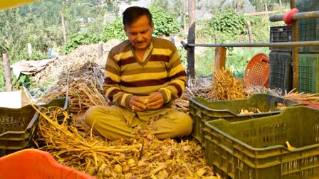 Garlic production in Kullu District