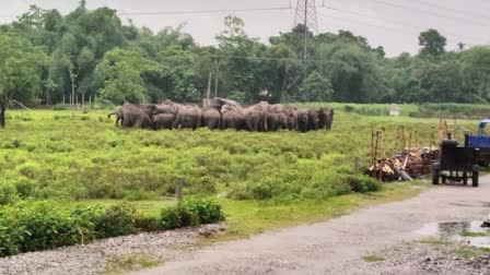 Elephant Entered Locality