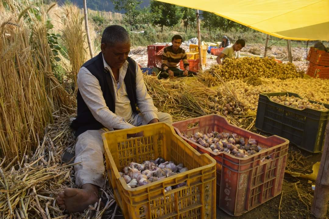 Garlic production in Kullu District