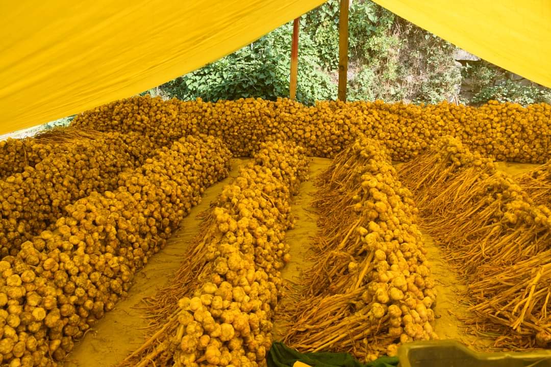 Garlic production in Kullu District