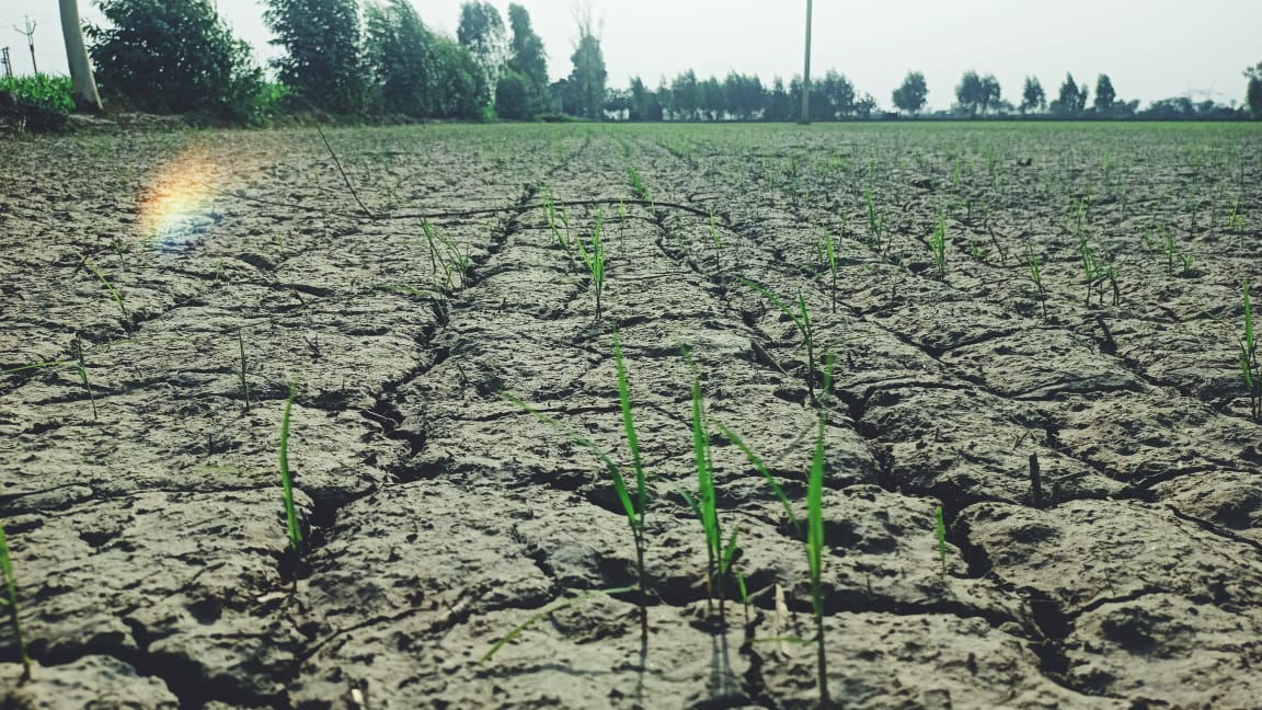 Paddy Cultivation In Haryana