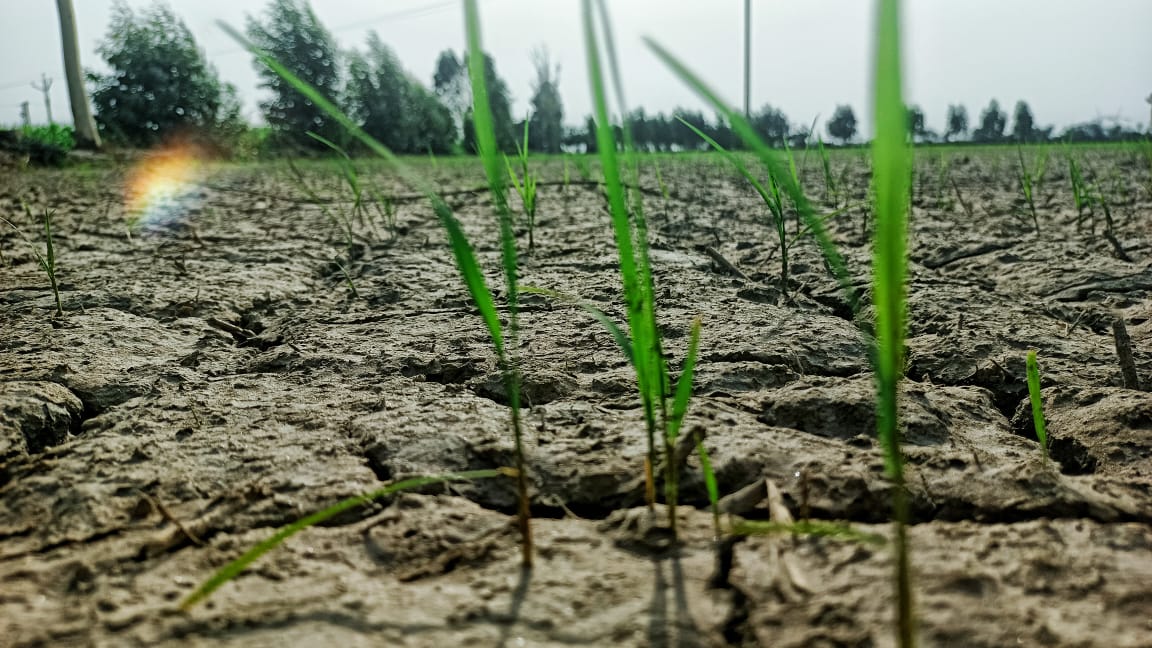 Paddy Cultivation In Haryana