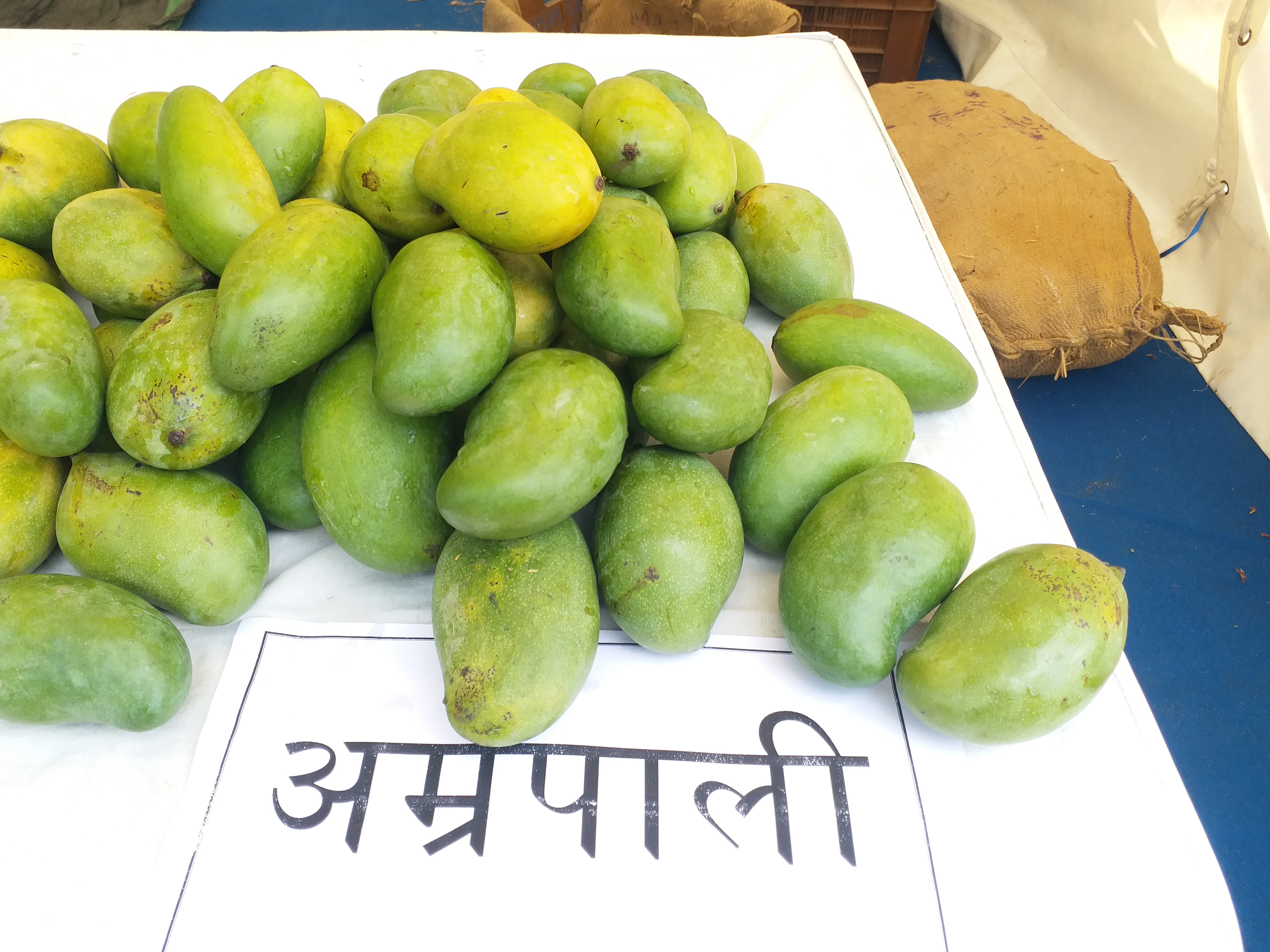 Bhopal Mango Festival