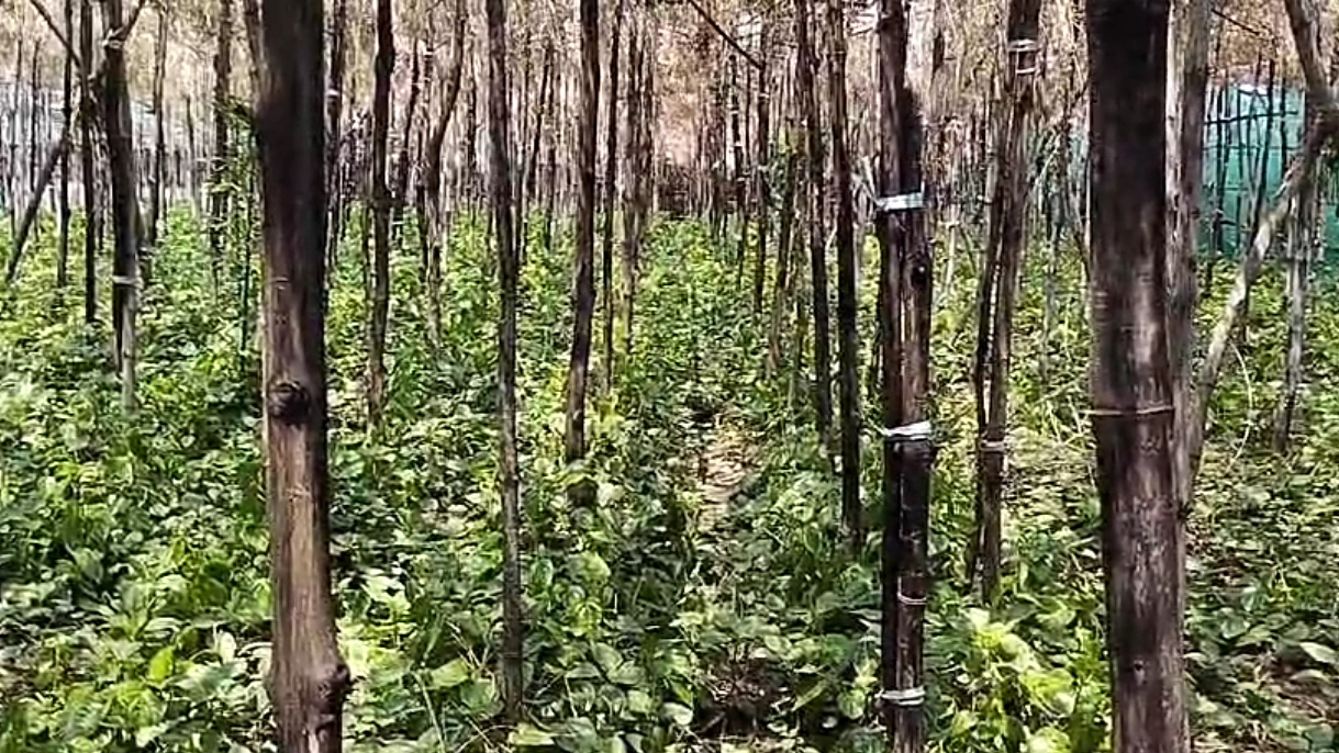 Betel Farming Shrink in Bundelkhand