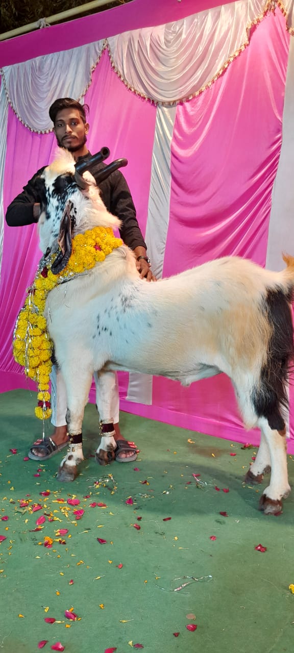 eid ul adha 2024 vidisha goat mandi