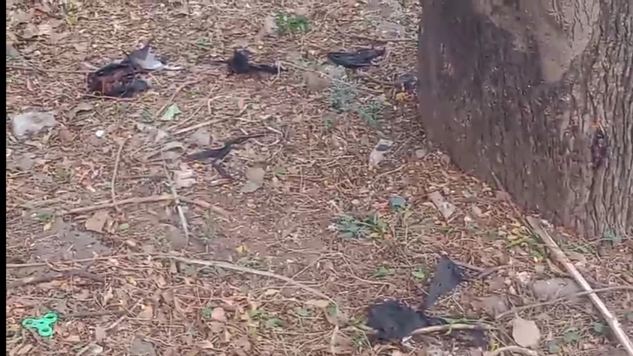 TEMPERATURE INCREASE BATS DIE