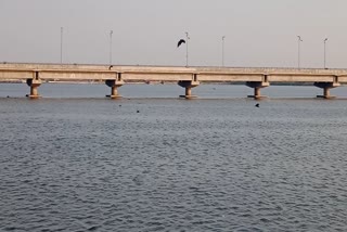 SAGAR BATS HOVERING OVER TALAB