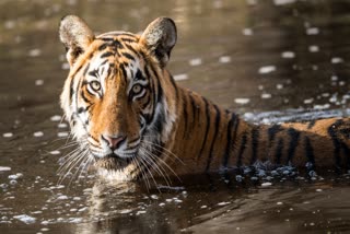 UMARIA TIGER TAKING BATH