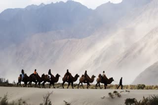 Once Traders, Now Tourists The Changing Life of Bactrian Camels in Nubra