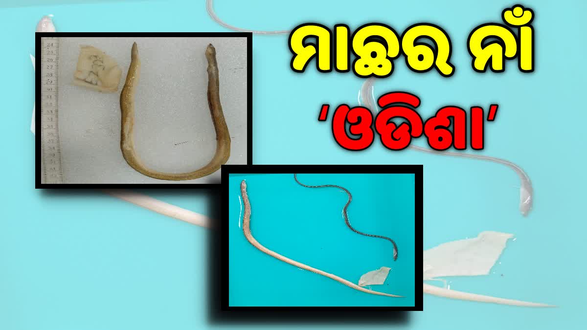 ନୂତନ ପ୍ରଜାତିର ମାଛ ହେଲା ନାମକରଣ