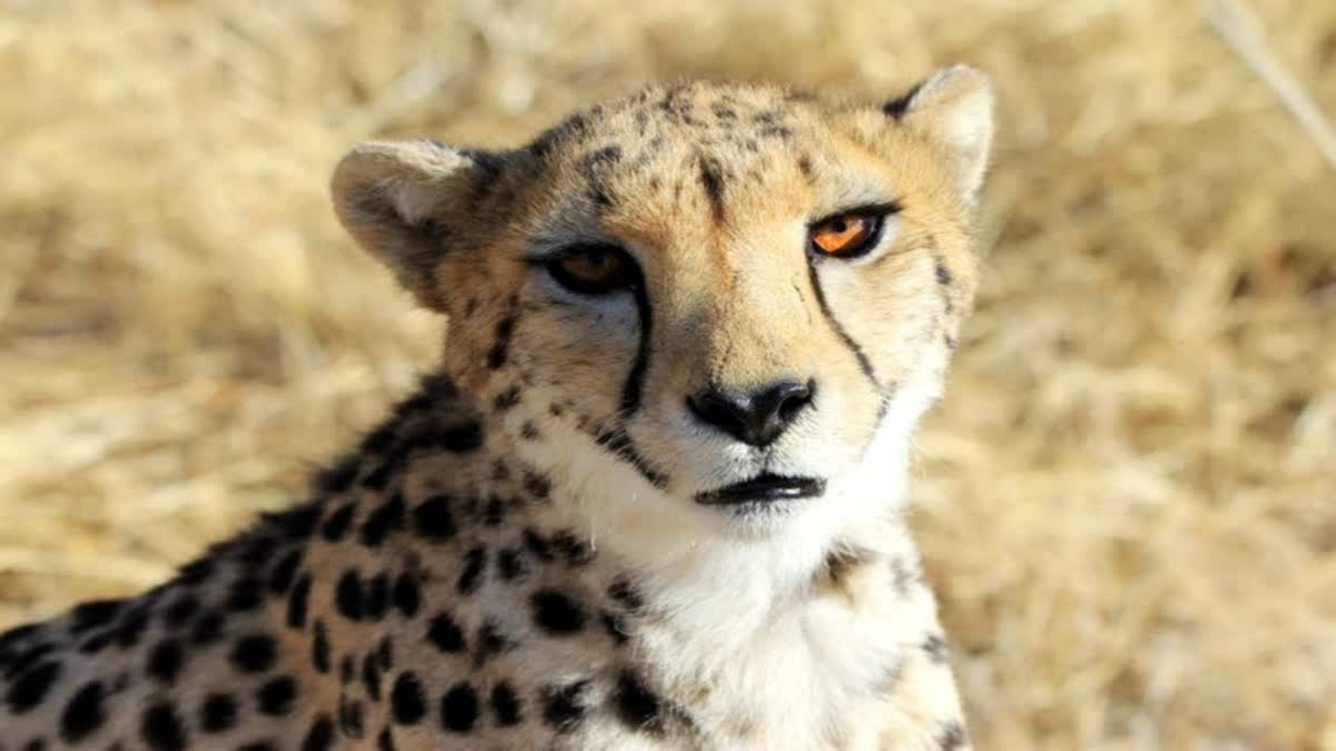 cheetah suraj died