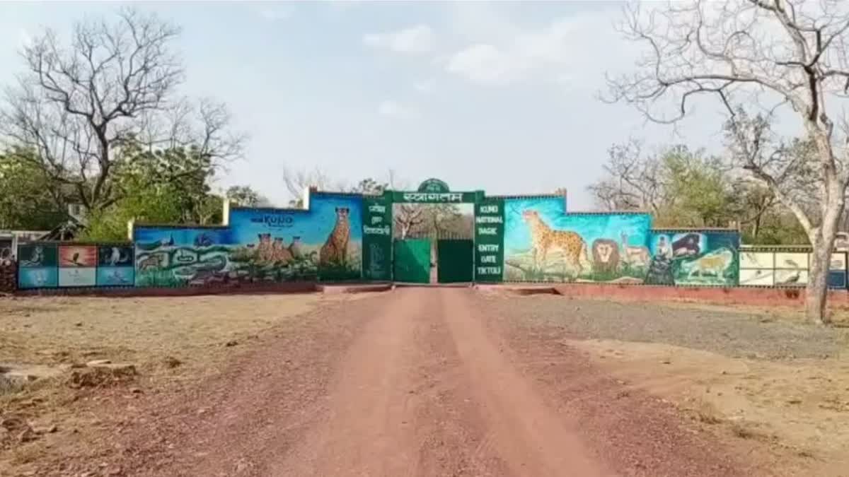 Male cheetah died today in Kuno Park  Kuno Park  കുനോ പാര്‍ക്കില്‍ ഒരു ആണ്‍ ചീറ്റ കൂടി ചത്തു  4 മാസത്തിനിടെ ചത്തത് 8 ചീറ്റകള്‍  ചീറ്റകള്‍  ദക്ഷിണാഫ്രിക്കന്‍ ചീറ്റ  കുനോ നാഷണല്‍ പാര്‍ക്ക്  news updates  latest news in mp