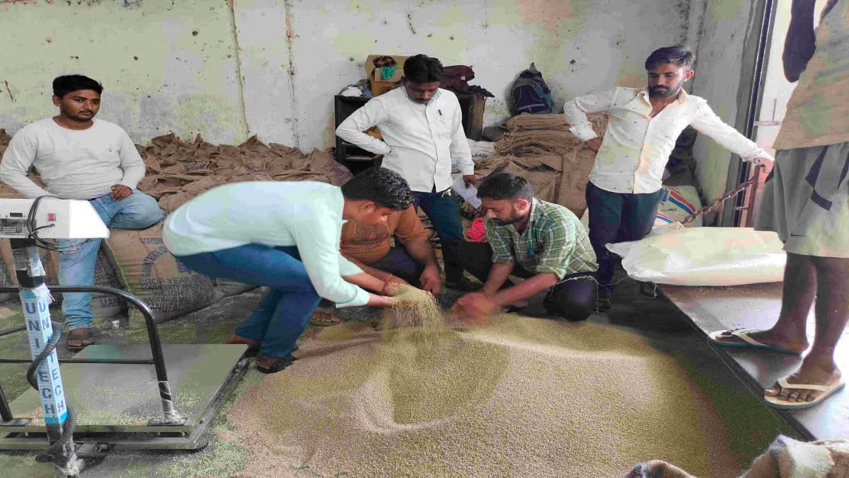 Banaskantha News : ડીસા માર્કેટ યાર્ડમાં ટેકાના ભાવે બાજરીની ખરીદી શરૂ, સારો ભાવ મળતા ખેડૂતોમાં ખુશી