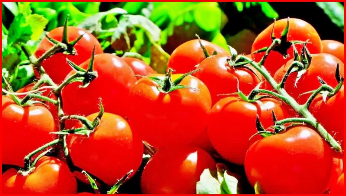 Tomato Price In chandigarh