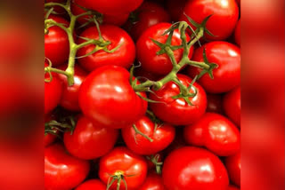 Farmers in J-K's Udhampur village cheer as 'Red Gold' Tomato prices surge to historic high