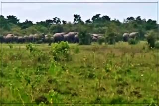Elephant menace in Majuli