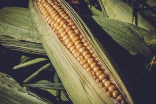 Corn For Health News