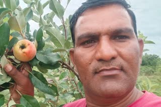 Shahdol  Cultivation of apple