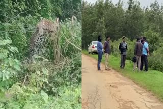 ತಂತಿ ಬೇಲಿಗೆ ಸಿಲುಕಿ ನರಳಾಡಿದ ಚಿರತೆ