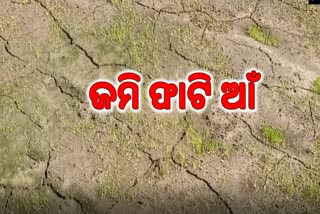 ମୌସୁମୀର ଲୁଚକାଳି ଖେଳ, ଚାଷ ଜମିରେ ଉପୁଜିଛି ମରୁଡ଼ି ଆଶଙ୍କା