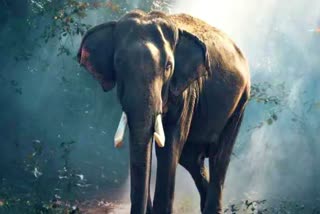 Wild Elephant In Sirmaur.
