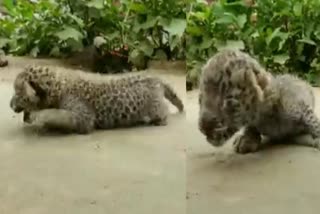 goatherd brought two leopard cubs from a forest