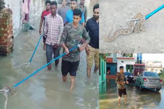 POISONOUS SNAKES COMING OUT DUE TO FLOOD IN HARIDWAR