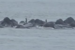 Herds of wild elephants cross the Brahmaputra river