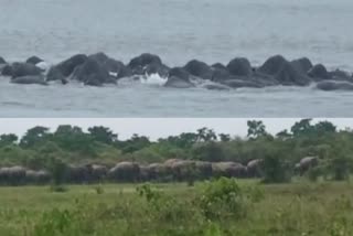 Wild elephants cross the Brahmaputra River in search of Food  Wild elephants  Wild elephants cross the Brahmaputra River  Brahmaputra River  Brahmaputra River Flood  കാട്ടാനയും കാണ്ടാമൃഗങ്ങളും  ബ്രഹ്മപുത്ര നദി  ബ്രഹ്മപുത്ര നദിയിലെ ജലനിരപ്പ്  കാസിരംഗ  കാസിരംഗ വന്യജീവി സങ്കേതം  മജുലീ  വനത്തിലും വെള്ളം കയറി  ബ്രഹ്മപുത്ര നീന്തി കടന്ന് കാട്ടാനക്കൂട്ടം  തീറ്റതേടി നേരെ മജുലിയിലേക്ക്