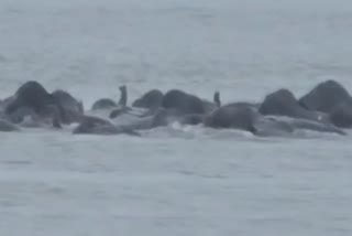 Elephants Cross Brahmaputra River