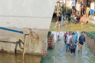 flood in Haridwar  laksar latest news  Chief Minister Pushkar Singh Dhami  Heavy rain in Uttarakhand  Waterlogging in Haridwar  Poisonous Snake coming out due to flood  rain updates in Uttarakhand  latest news in Uttarakhand  news updates in Uttarakhand  Poisonous Snake  ഉത്തരാഖണ്ഡില്‍ കനത്ത മഴ  മലവെള്ളപ്പാച്ചിലില്‍ ഉഗ്രന്‍ വിഷ പാമ്പുകള്‍  ആശങ്കപേറി ജനങ്ങള്‍  വിഷപാമ്പുകളുടെ വരവ്  ഉത്തരാഖണ്ഡില്‍ ദുരിത പെയ്‌ത്ത്  മുഖ്യമന്ത്രി പുഷ്‌കർ സിങ് ധാമി