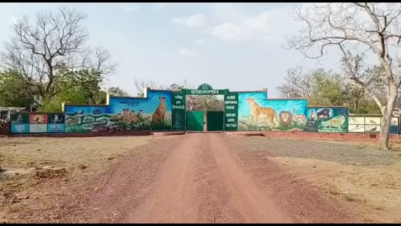 Cheetah Death In India