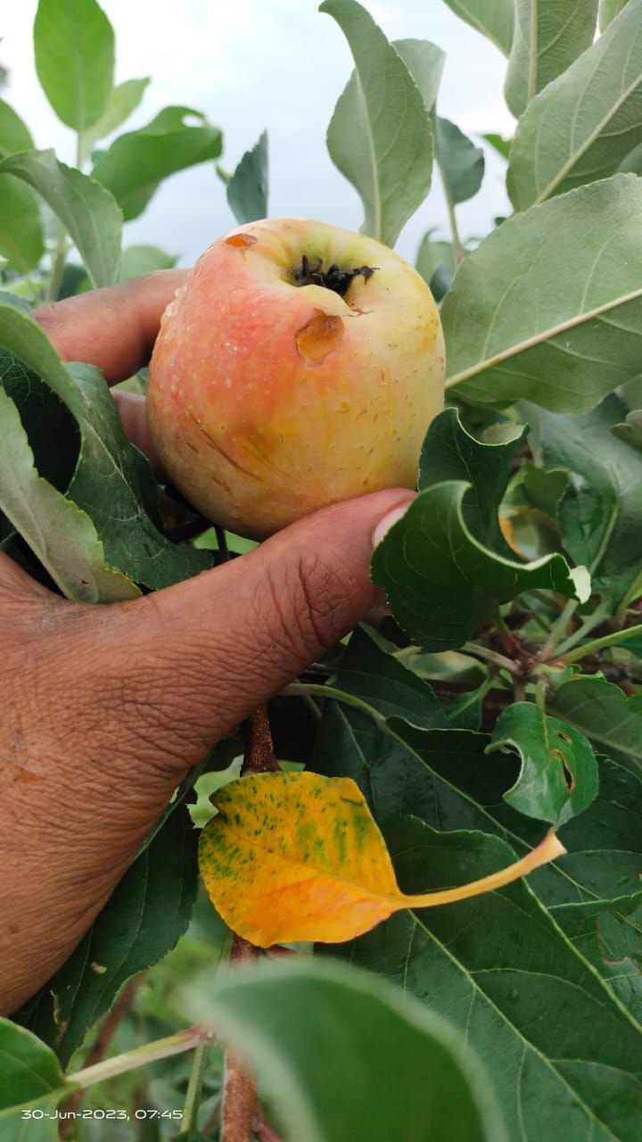 Shahdol  Cultivation of apple