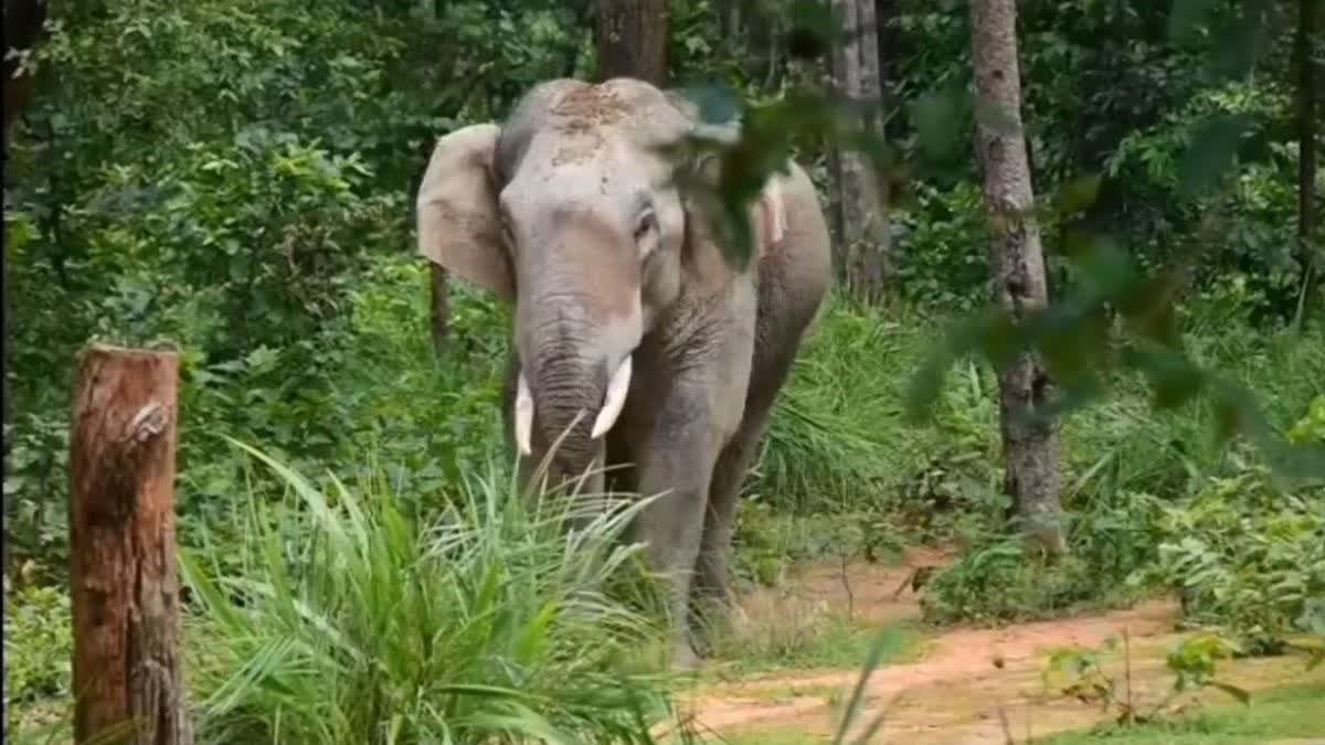 Elephant Attack in Raigarh