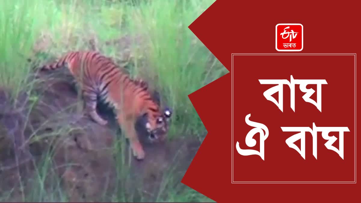 Tiger Roaming Freely In Kaliabor