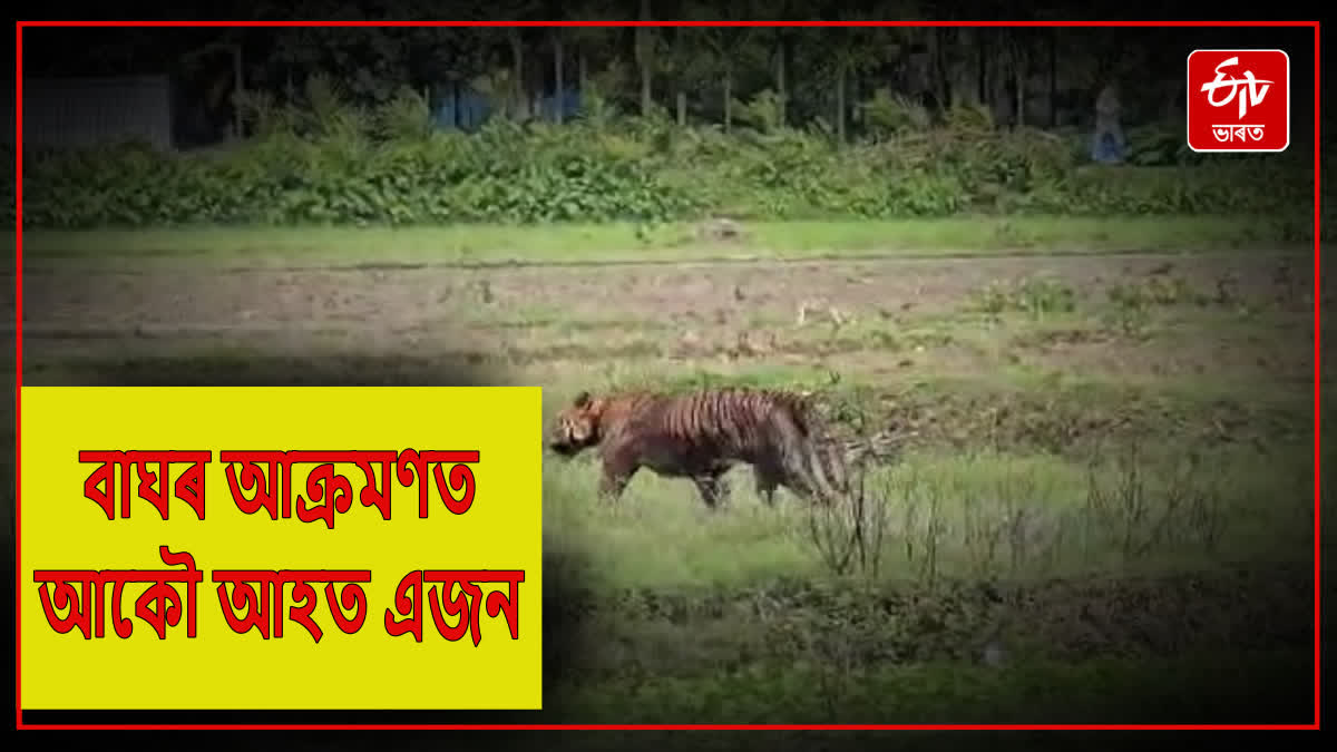 Tiger scare continues in Nagaon, one injured in tiger attack again