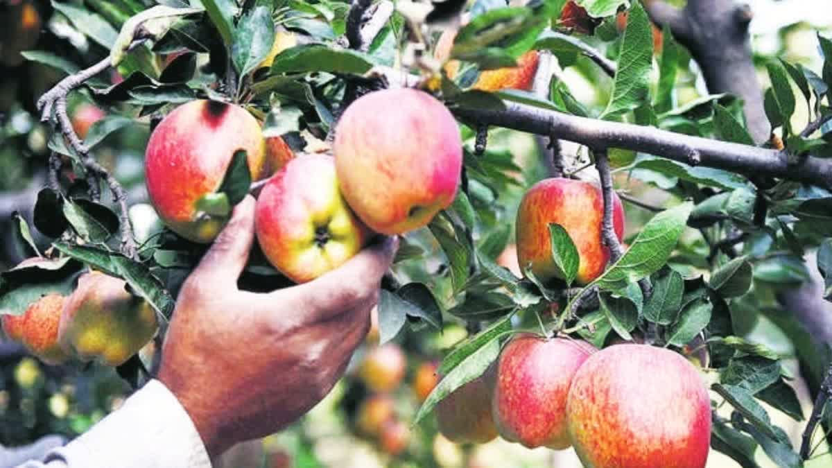 Himachal Apple Price