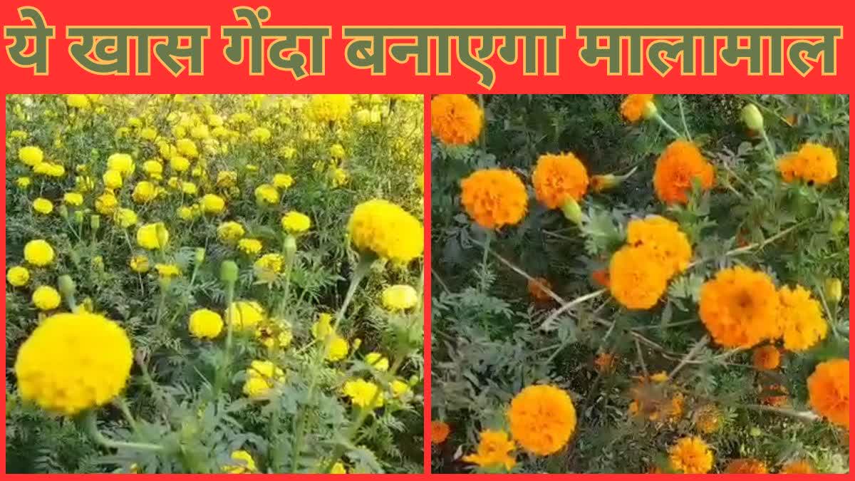 marigold flowers farming in CG