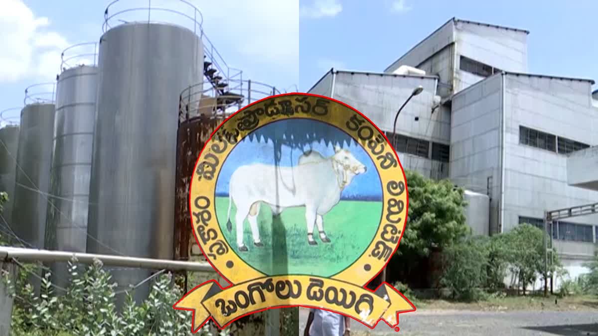 Ongole Dairy Pathetic Condition