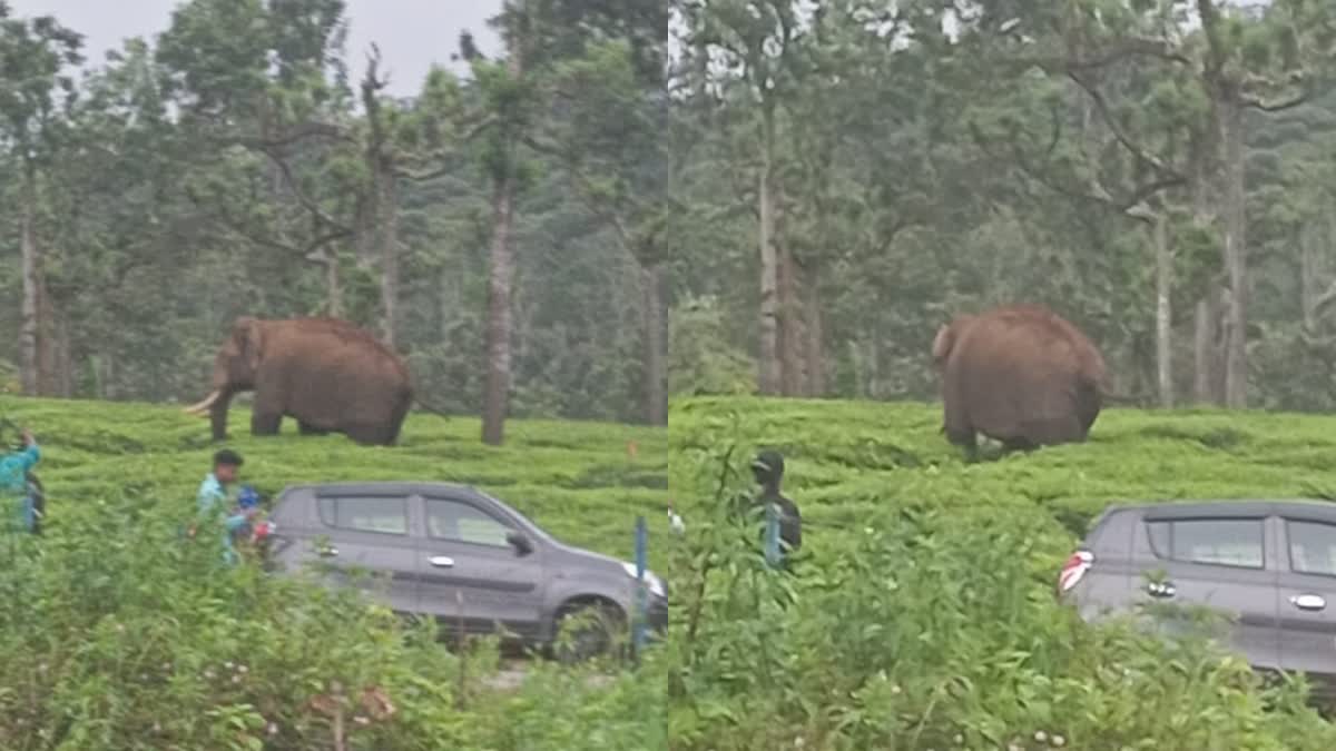 ELEPHANT SPREAD PANIC AMONG PEOPLE  WILD ELEPHANT AT IDUKKI  WILD ELEPHANT ATTACK  മുറിവാലൻ കൊമ്പൻ