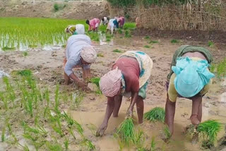 நடவுப் பணியில் ஈடுபட்ட பெண் தொழிலாளர்கள்