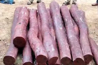 Authorities Seized Red Sandalwood Logs