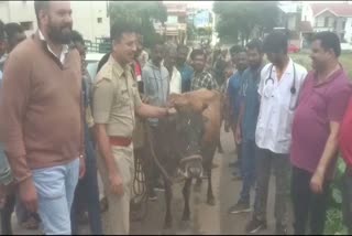 district-sp-vikram-amate-went-to-the-road-to-catch-cattle