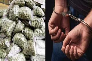 Cannabis Seized