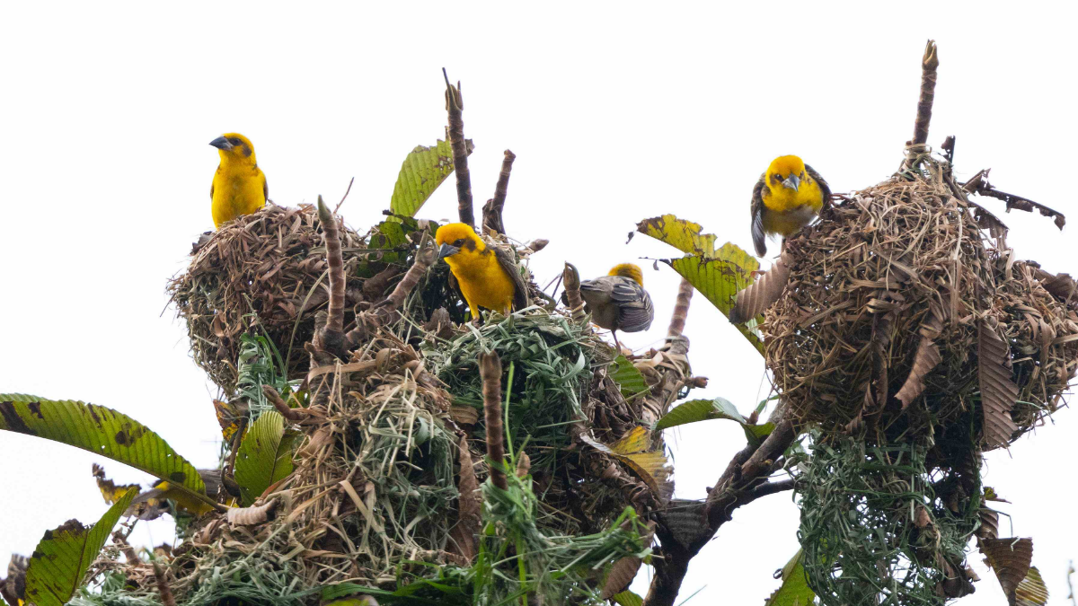 Grassland Bird census